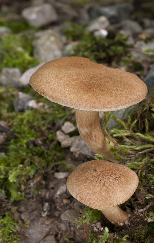 Inocybe latispora